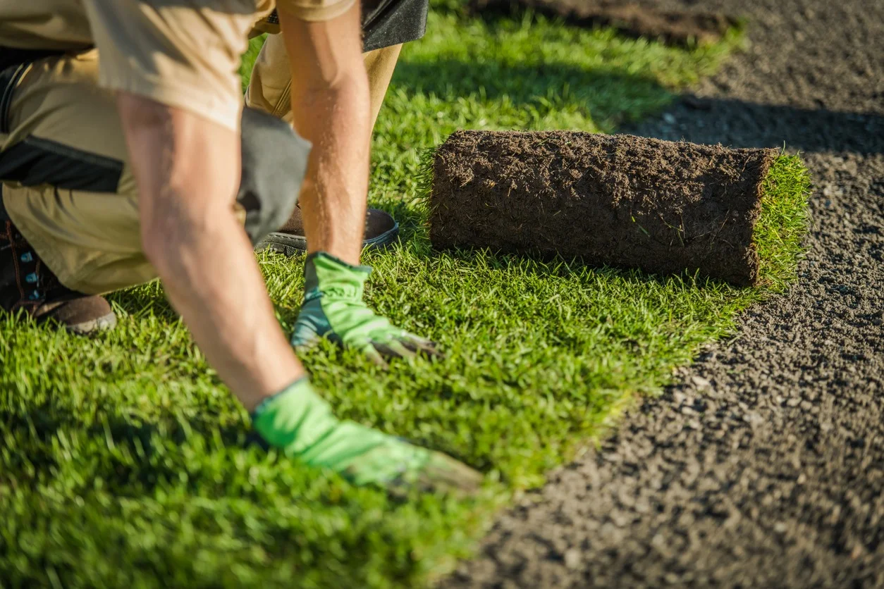 Worker laying fresh sod on prepared soil